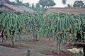 Dragon fruit